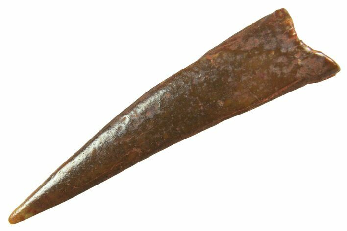 Fossil Pterosaur (Siroccopteryx) Tooth - Morocco #298571